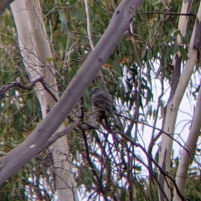 Geopelia placida (Peaceful Dove) at Killawarra, VIC - 1 Apr 2022 by Darcy