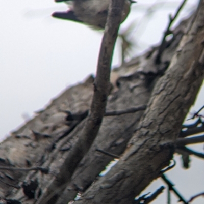 Rhipidura albiscapa (Grey Fantail) at Killawarra, VIC - 1 Apr 2022 by Darcy