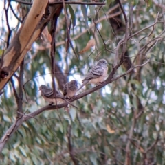 Geopelia placida (Peaceful Dove) at Boweya North, VIC - 1 Apr 2022 by Darcy