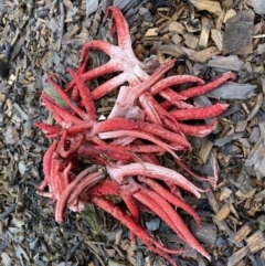 Clathrus archeri (Seastar Stinkhorn) at Bowral, NSW - 2 Apr 2022 by JanetMW