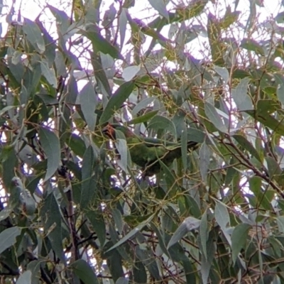 Parvipsitta pusilla (Little Lorikeet) at Boweya North, VIC - 2 Apr 2022 by Darcy