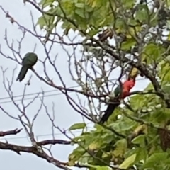 Alisterus scapularis (Australian King-Parrot) at Burradoo, NSW - 1 Apr 2022 by JanetMW