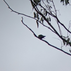 Artamus cyanopterus (Dusky Woodswallow) at Boweya North, VIC - 2 Apr 2022 by Darcy