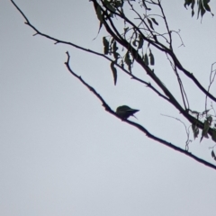 Artamus cyanopterus (Dusky Woodswallow) at Boweya North, VIC - 1 Apr 2022 by Darcy