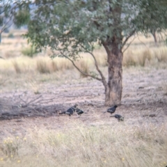 Corcorax melanorhamphos (White-winged Chough) at Winton North, VIC - 2 Apr 2022 by Darcy