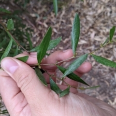 Acacia verniciflua (Varnish Wattle) at Winton North, VIC - 2 Apr 2022 by Darcy