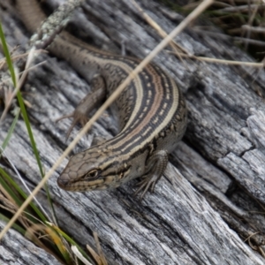 Liopholis whitii at Mount Clear, ACT - 29 Mar 2022 03:11 PM