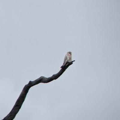 Cacatua sanguinea (Little Corella) at Winton North, VIC - 2 Apr 2022 by Darcy