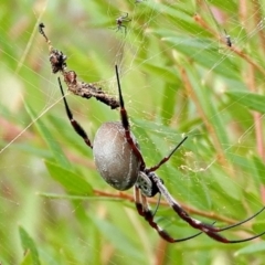 Trichonephila edulis (Golden orb weaver) at Crooked Corner, NSW - 30 Mar 2022 by Milly