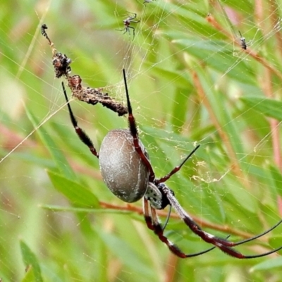 Trichonephila edulis (Golden orb weaver) at Crooked Corner, NSW - 30 Mar 2022 by Milly