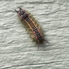 Doratifera quadriguttata (Four-spotted Cup Moth) at Armidale, NSW - 2 Apr 2022 by Addz