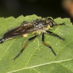 Zosteria rosevillensis (A robber fly) at Acton, ACT - 3 Feb 2022 by AlisonMilton