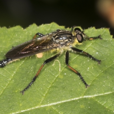 Zosteria rosevillensis (A robber fly) at ANBG - 3 Feb 2022 by AlisonMilton