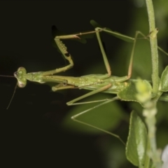 Pseudomantis albofimbriata (False garden mantis) at Higgins, ACT - 22 Feb 2022 by AlisonMilton