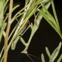 Pseudomantis albofimbriata at Higgins, ACT - 23 Feb 2022 08:30 AM