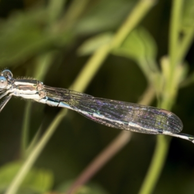 Austrolestes leda (Wandering Ringtail) at Higgins, ACT - 23 Feb 2022 by AlisonMilton