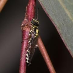 Aeolothynnus sp. (genus) (A flower wasp) at Higgins, ACT - 27 Feb 2022 by AlisonMilton