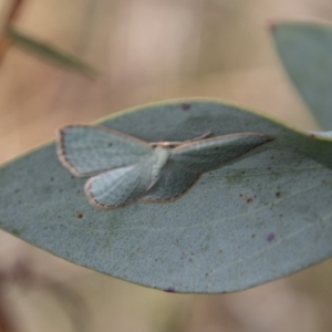 Poecilasthena balioloma at Mount Clear, ACT - 29 Mar 2022 02:19 PM