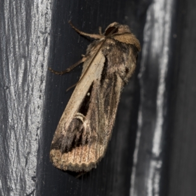 Proteuxoa tortisigna (Streaked Rictonis Moth) at Higgins, ACT - 23 Mar 2022 by AlisonMilton