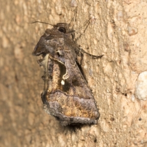 Chrysodeixis eriosoma at Higgins, ACT - 27 Feb 2022 08:00 PM