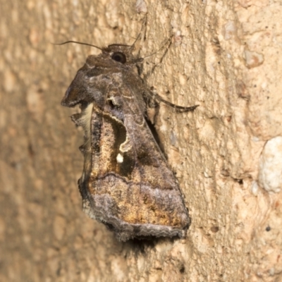 Chrysodeixis eriosoma (Green Looper) at Higgins, ACT - 27 Feb 2022 by AlisonMilton