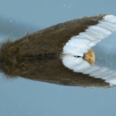 Euproctis baliolalis (Browntail Gum Moth) at Ainslie, ACT - 27 Mar 2022 by jb2602