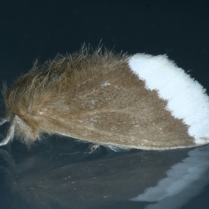 Euproctis baliolalis at Ainslie, ACT - 27 Mar 2022