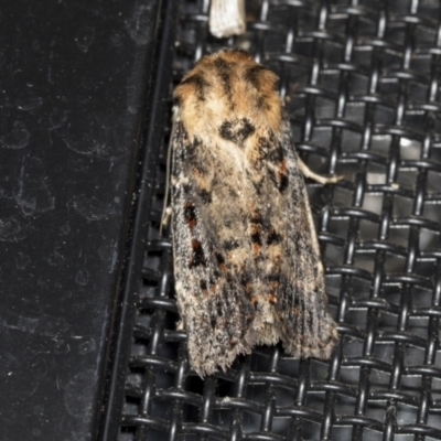 Proteuxoa sanguinipuncta (Blood-spotted Noctuid) at Higgins, ACT - 22 Mar 2022 by AlisonMilton