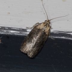 Cryptoptila immersana (A Tortricid moth) at Higgins, ACT - 23 Mar 2022 by AlisonMilton