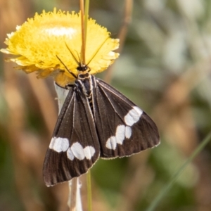 Nyctemera amicus at Mount Clear, ACT - 29 Mar 2022 02:23 PM