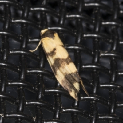 Thallarcha partita (Dark-banded Footman) at Higgins, ACT - 30 Mar 2022 by AlisonMilton