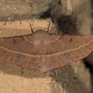 Oenochroma vinaria at Higgins, ACT - 23 Mar 2022