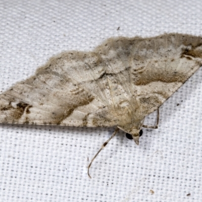 Syneora hemeropa (Ring-tipped Bark Moth) at Higgins, ACT - 27 Feb 2022 by AlisonMilton