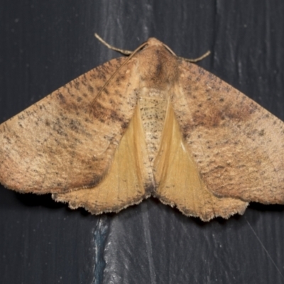 Mnesampela privata (Autumn Gum Moth) at Higgins, ACT - 22 Mar 2022 by AlisonMilton