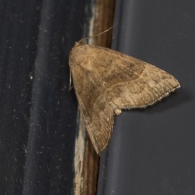 Meranda susialis (Three-lined Snout) at Higgins, ACT - 23 Mar 2022 by AlisonMilton