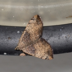 Chrysolarentia mecynata (Mecynata Carpet Moth) at Higgins, ACT - 22 Mar 2022 by AlisonMilton