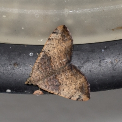 Chrysolarentia mecynata (Mecynata Carpet Moth) at Higgins, ACT - 22 Mar 2022 by AlisonMilton