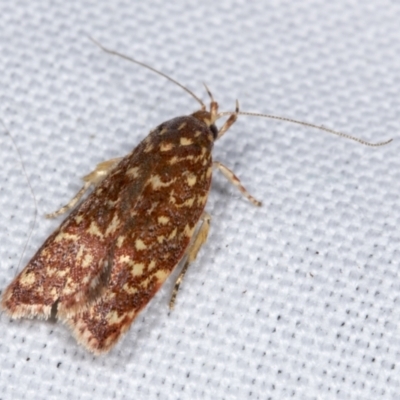 Syringoseca rhodoxantha (A concealer moth) at Hawker, ACT - 21 Feb 2022 by AlisonMilton