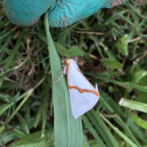 Thalaina selenaea at Belconnen, ACT - 2 Apr 2022 05:17 PM