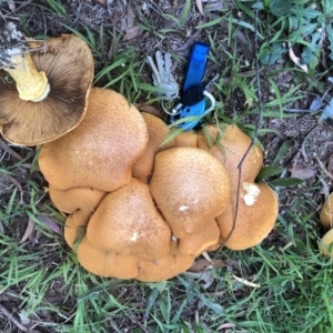 Gymnopilus junonius at Bruce, ACT - 2 Apr 2022