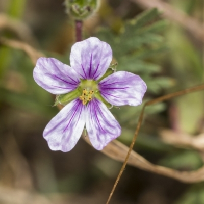Erodium sp. (A Storksbill) at Coree, ACT - 15 Feb 2022 by AlisonMilton