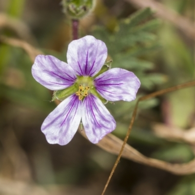 Erodium (genus) (A Storksbill) at Coree, ACT - 16 Feb 2022 by AlisonMilton