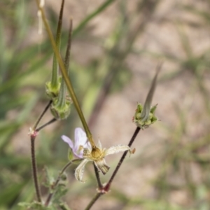 Erodium sp. at Coree, ACT - 16 Feb 2022