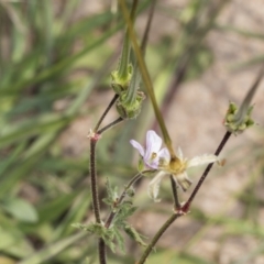 Erodium sp. at Coree, ACT - 16 Feb 2022