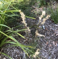 Rytidosperma sp. (Wallaby Grass) at Belconnen, ACT - 30 Mar 2022 by jgiacon