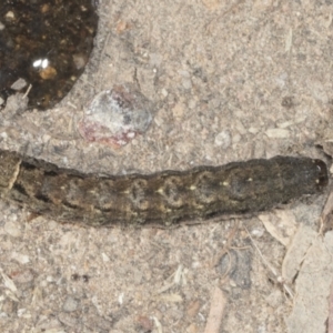 Noctuidae unclassified IMMATURE moth at Holt, ACT - 16 Feb 2022