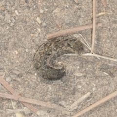 Noctuidae unclassified IMMATURE moth at Holt, ACT - 16 Feb 2022