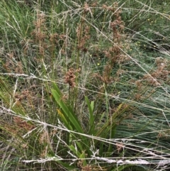 Juncus sp. (A Rush) at Belconnen, ACT - 31 Mar 2022 by JohnGiacon