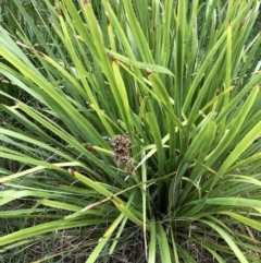 Lomandra longifolia (Spiny-headed Mat-rush, Honey Reed) at Flea Bog Flat to Emu Creek Corridor - 30 Mar 2022 by JohnGiacon