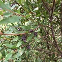 Hakea salicifolia (Willow-leaved Hakea) at Emu Creek - 30 Mar 2022 by jgiacon